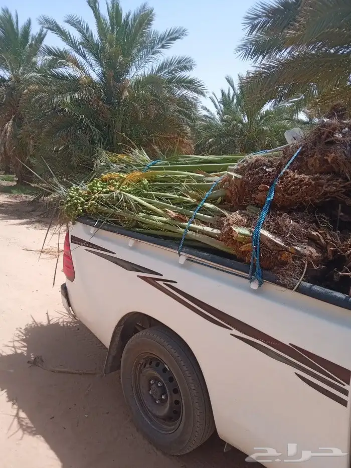 فسايل النخيل 4