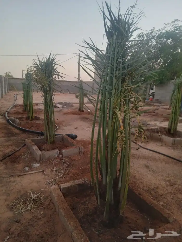 فسايل النخيل 3