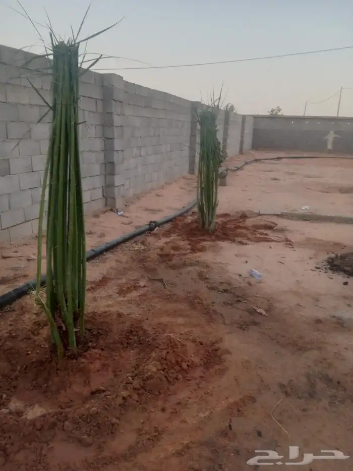 فسايل النخيل 8