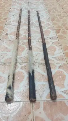 عصي مزمار لوز مصري مجلبه ومسقيه وجاهزه 15