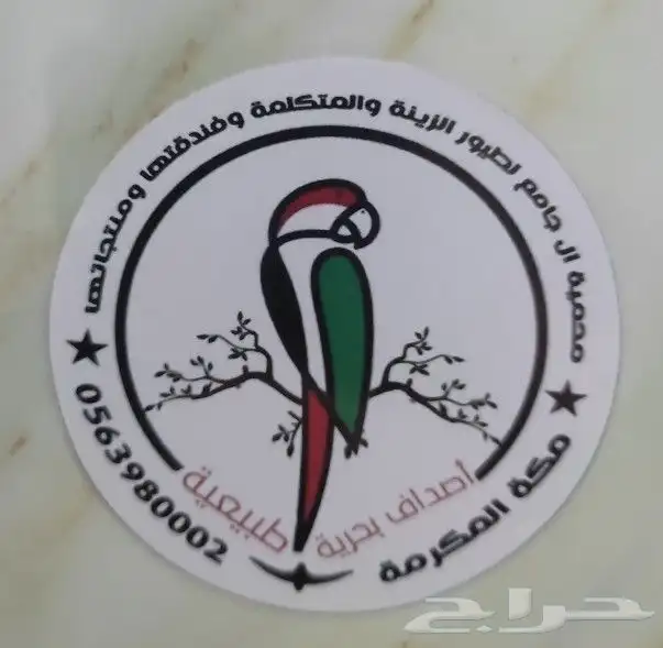 أصداف بحرية للطيور 0