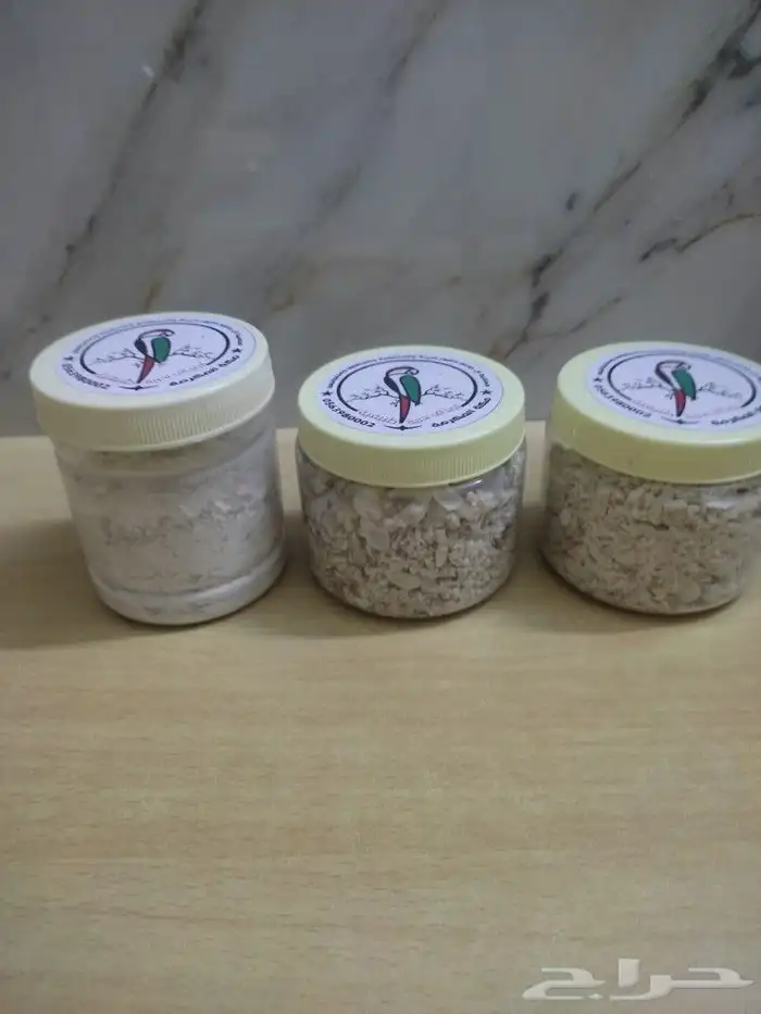 أصداف بحرية للطيور 3