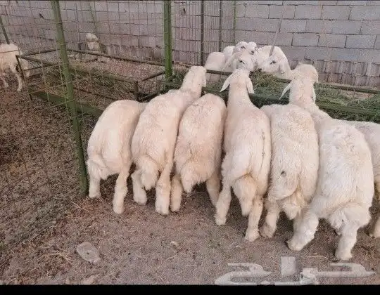 للبيع طليان حريه ذبيحة ذبايح 0