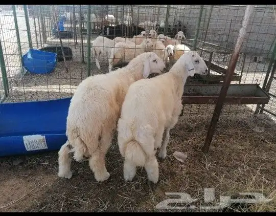 للبيع طليان حريه ذبيحة ذبايح 2