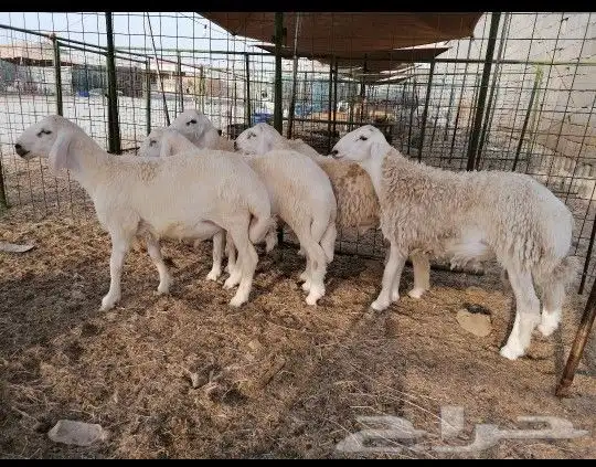 للبيع طليان حريه ذبيحة ذبايح 1