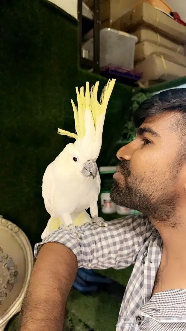 كوكاتو سلفر ب 5000 ريال تم البيع 7