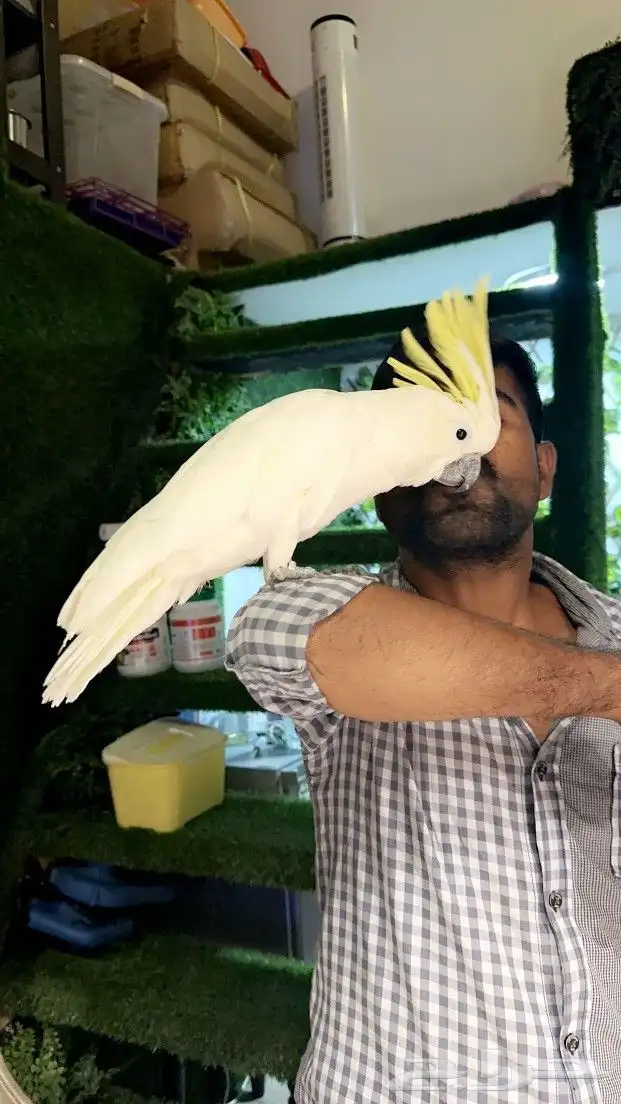 كوكاتو سلفر ب 5000 ريال تم البيع 8