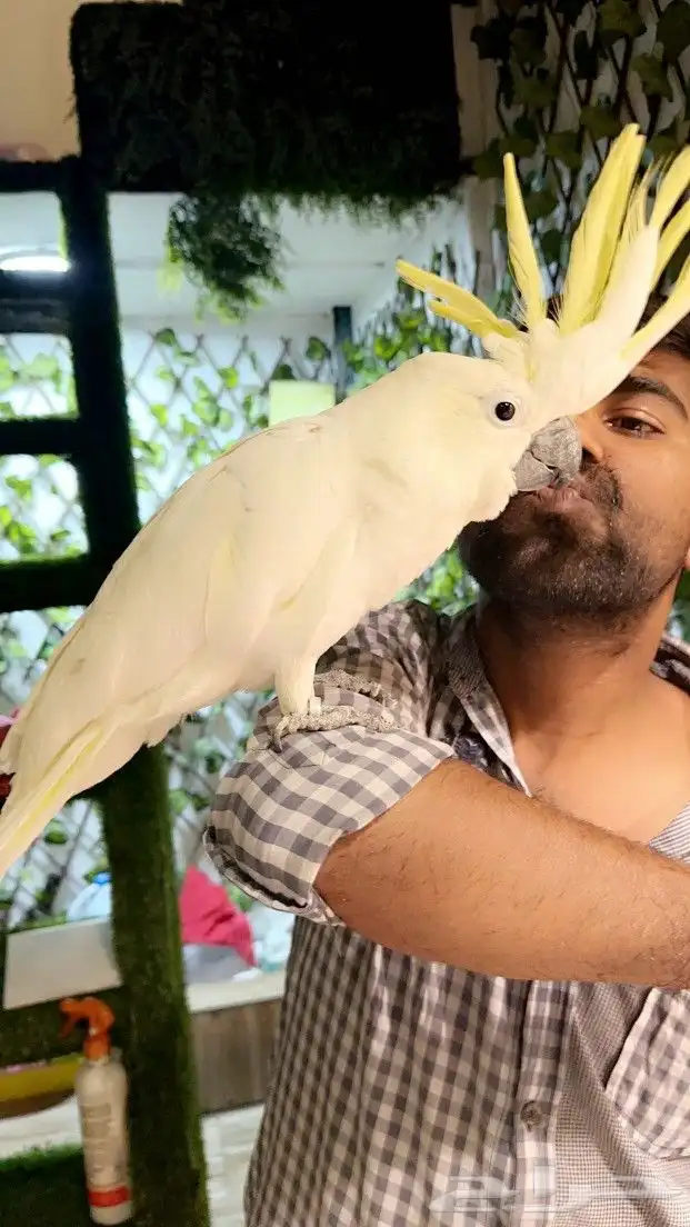 كوكاتو سلفر ب 5000 ريال تم البيع 6