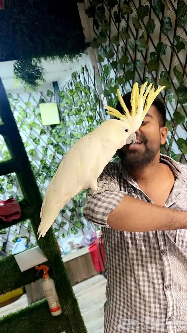 كوكاتو سلفر ب 5000 ريال تم البيع 5