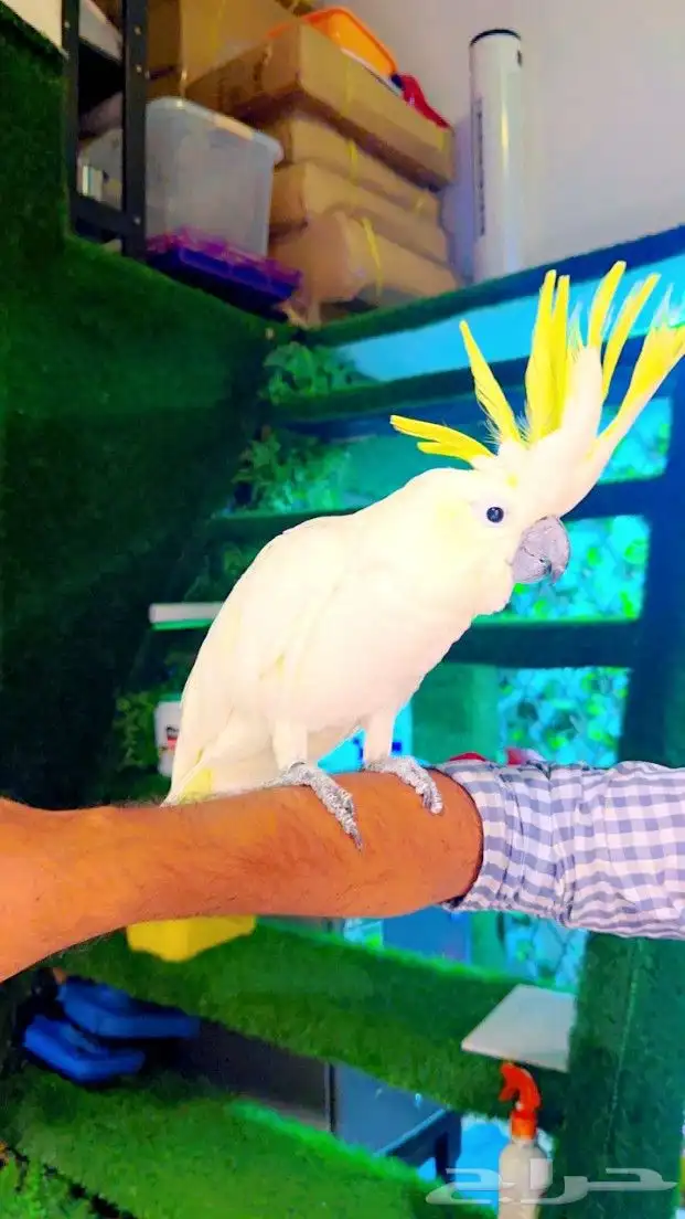 كوكاتو سلفر ب 5000 ريال تم البيع 0