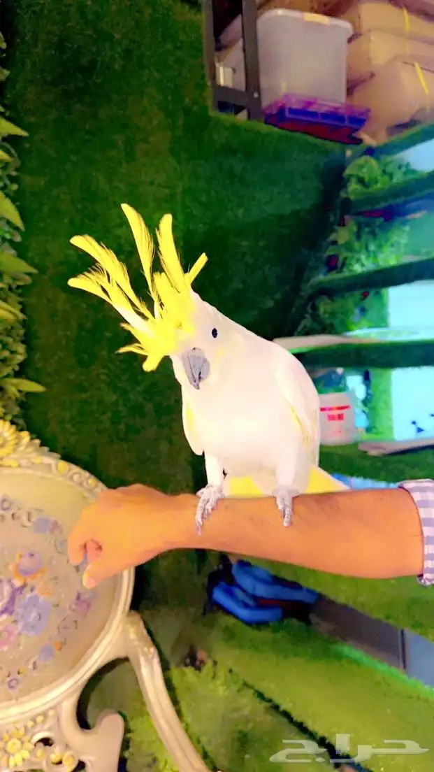 كوكاتو سلفر ب 5000 ريال تم البيع 1