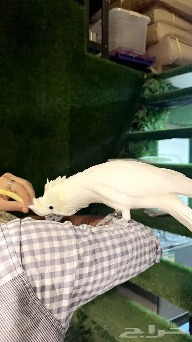 كوكاتو سلفر ب 5000 ريال تم البيع 4