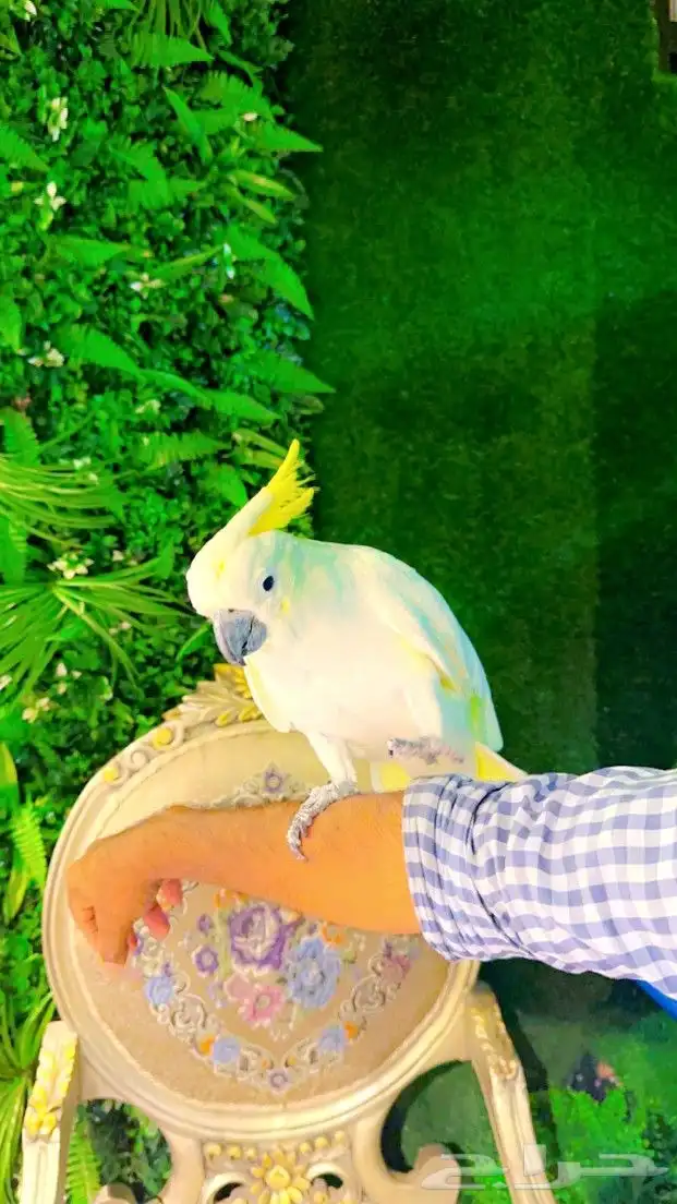 كوكاتو سلفر ب 5000 ريال تم البيع 2