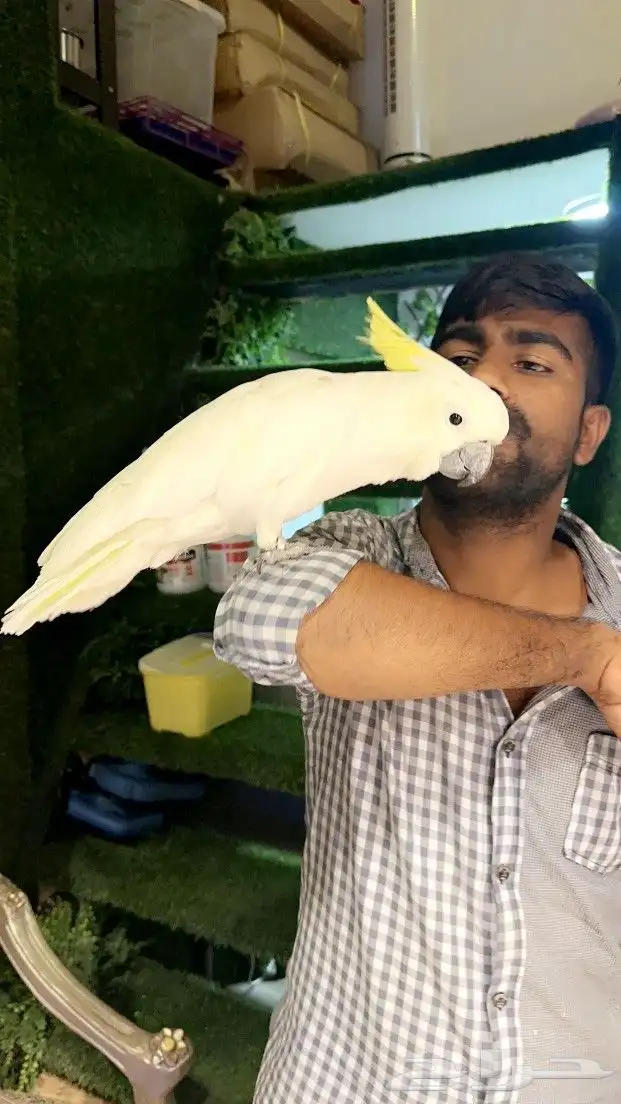 كوكاتو سلفر ب 5000 ريال تم البيع 3