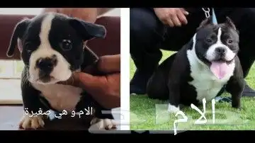اجراو امريكان بولي اكزوتيك دم امريكي 4