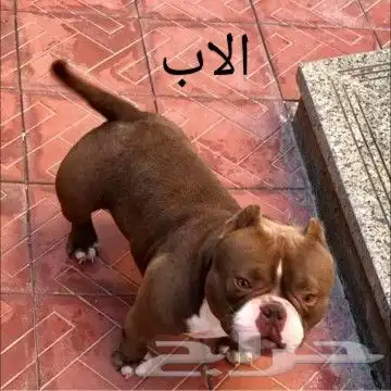 اجراو امريكان بولي اكزوتيك دم امريكي 1
