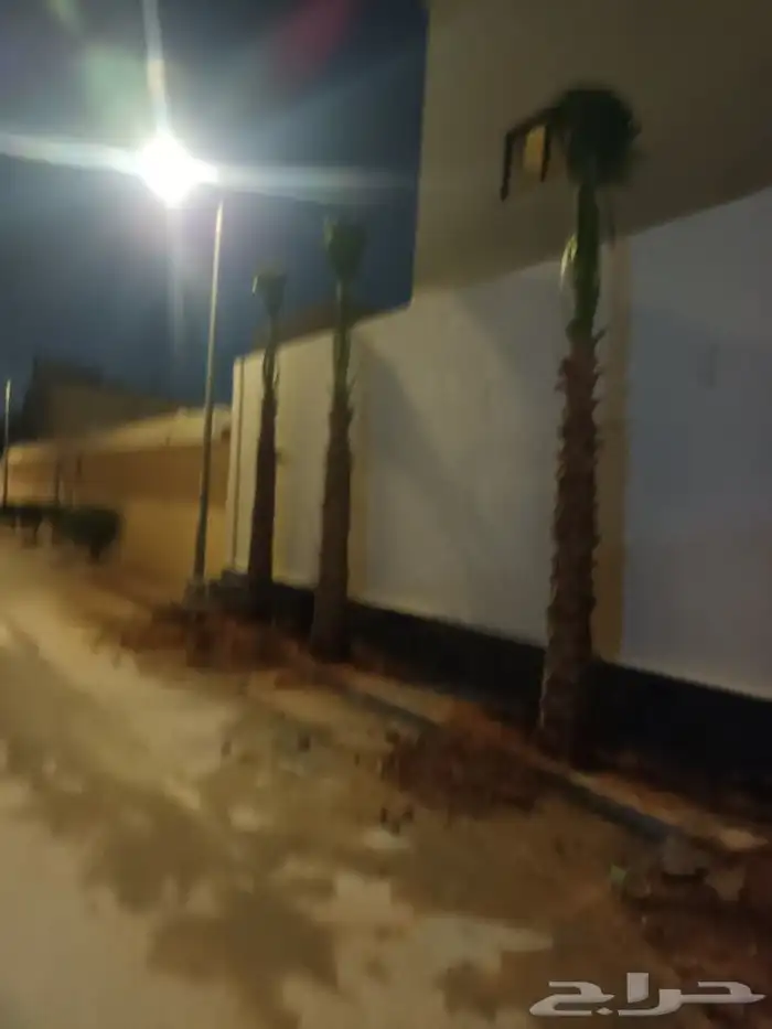 تركيب النخل الزينه الواشنطني 2