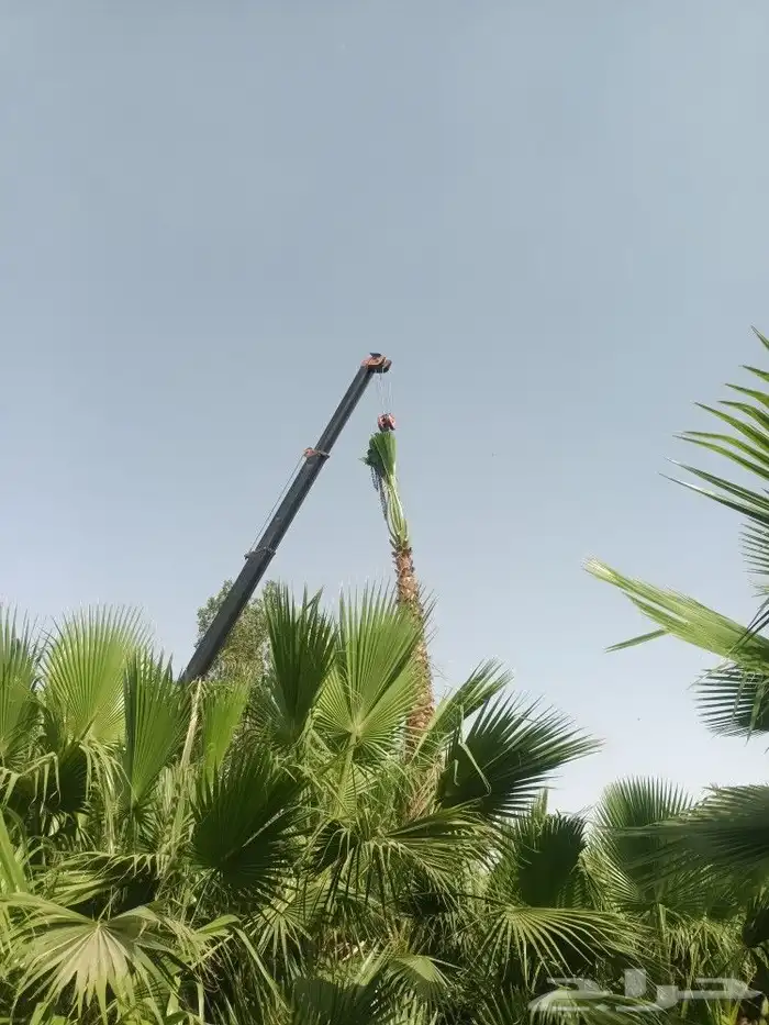 تركيب النخل الزينه الواشنطني 3