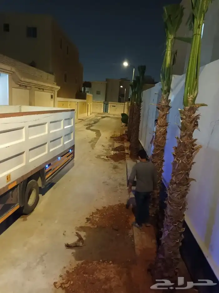 تركيب النخل الزينه الواشنطني 0
