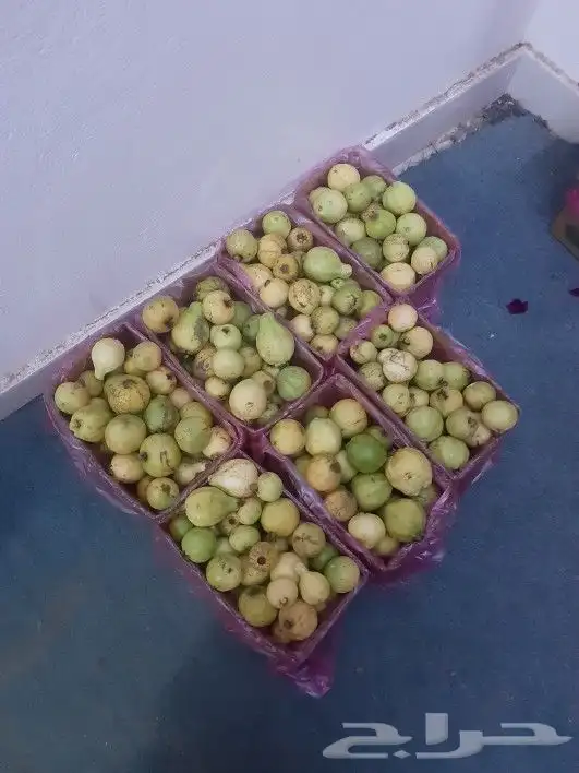 جوافه بلدي للبيع 1