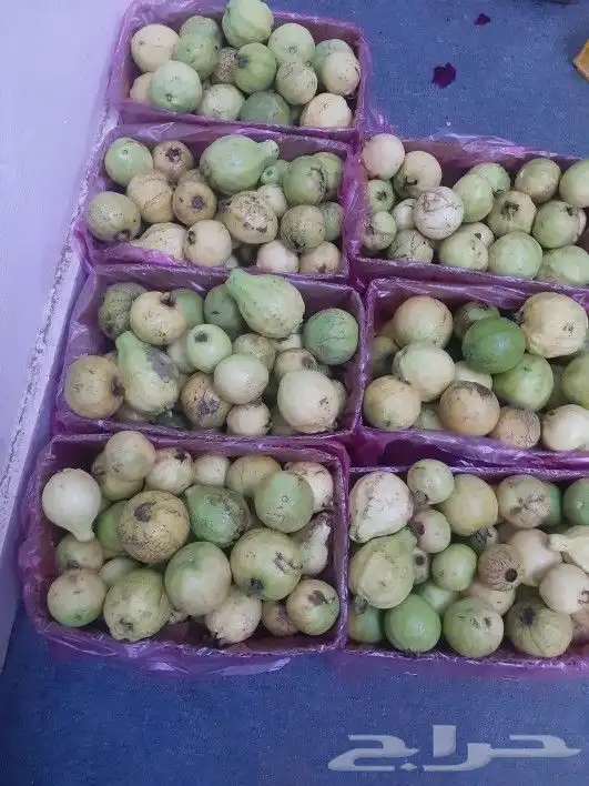 جوافه بلدي للبيع 0