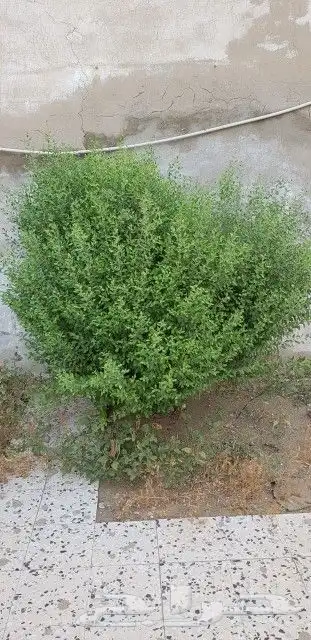 حناء بلدي 4