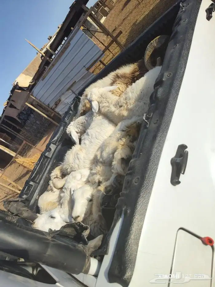 ونيت للتحميل ونقل الذبائح والاضاحي داخل المدينة وخارجها 0