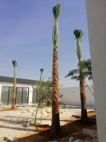 تنسيق حدائق وزراعه النخل والاشجار 18