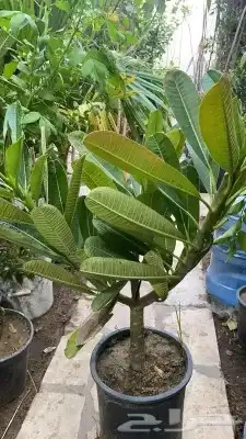 تنسيق حدائق وزراعه النخل والاشجار 10