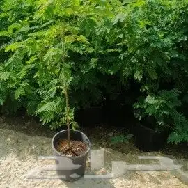 تنسيق حدائق وزراعه النخل والاشجار 20