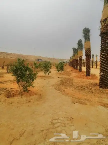 تنسيق حدائق وزراعه النخل والاشجار 14