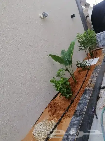 تنسيق حدائق وزراعه النخل والاشجار 17