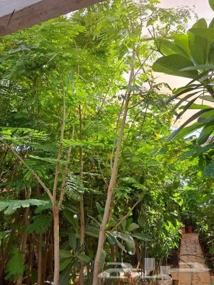 تنسيق حدائق وزراعه النخل والاشجار 11