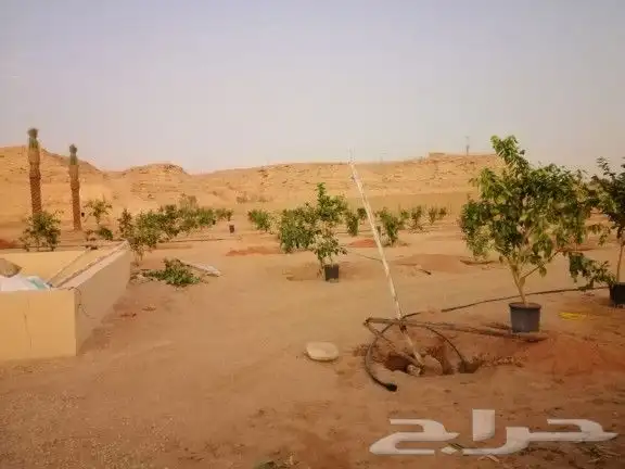 تنسيق حدائق وزراعه النخل والاشجار 15