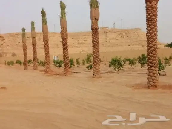 تنسيق حدائق وزراعه النخل والاشجار 16