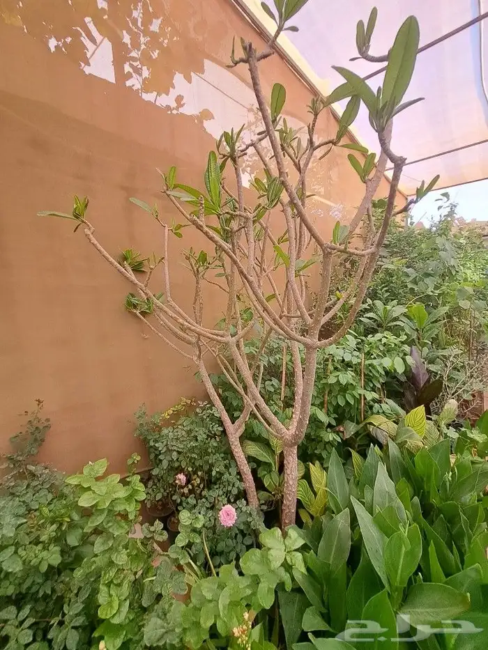 تنسيق حدائق وزراعه النخل والاشجار 12