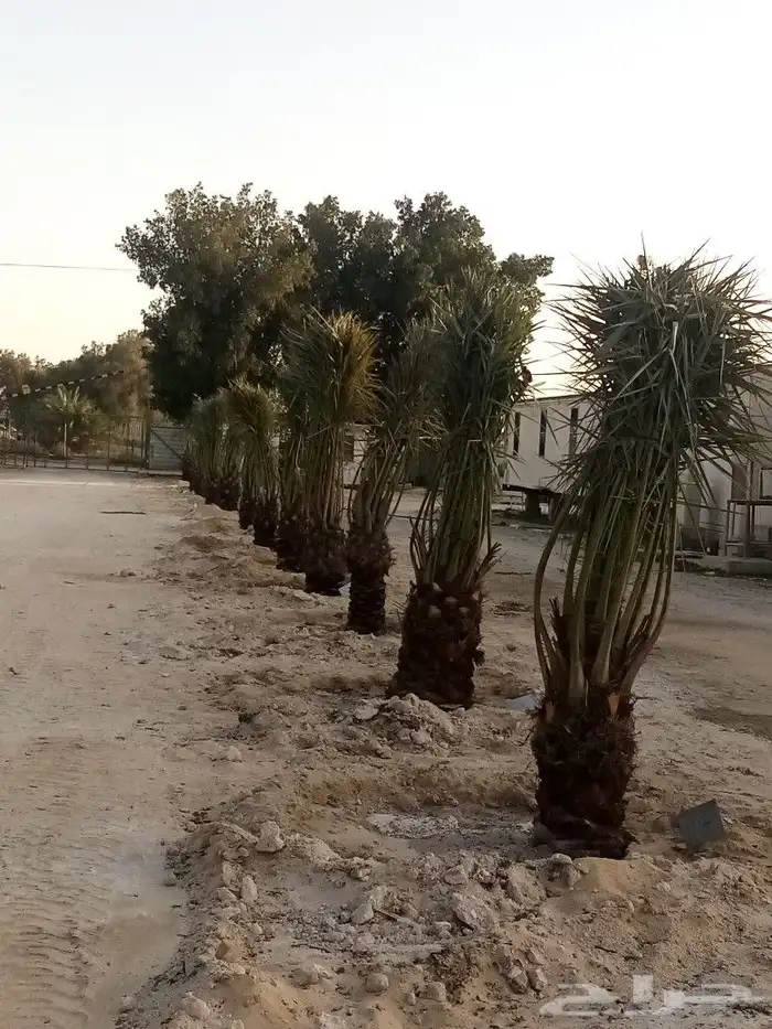 زراعه نخيل وشبوك 7