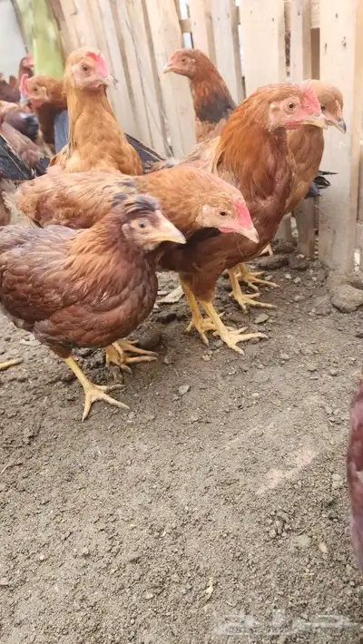 دجاج فرنسي بيور صافي احمر 1