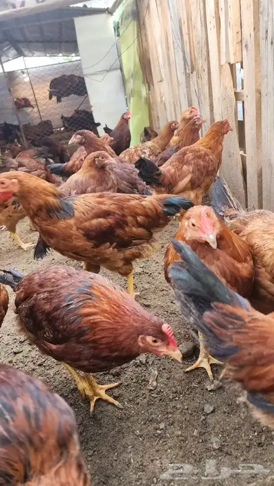 دجاج فرنسي بيور صافي احمر 3