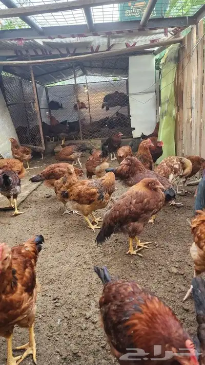 دجاج فرنسي بيور صافي احمر 2