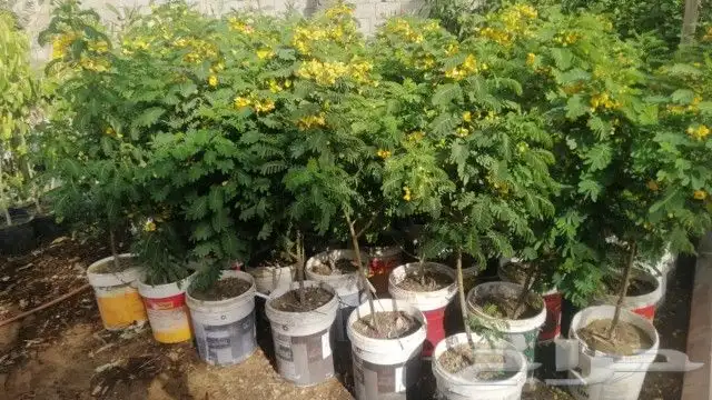 خلع شجر وتكريب نخيل وخلع فسايل 8