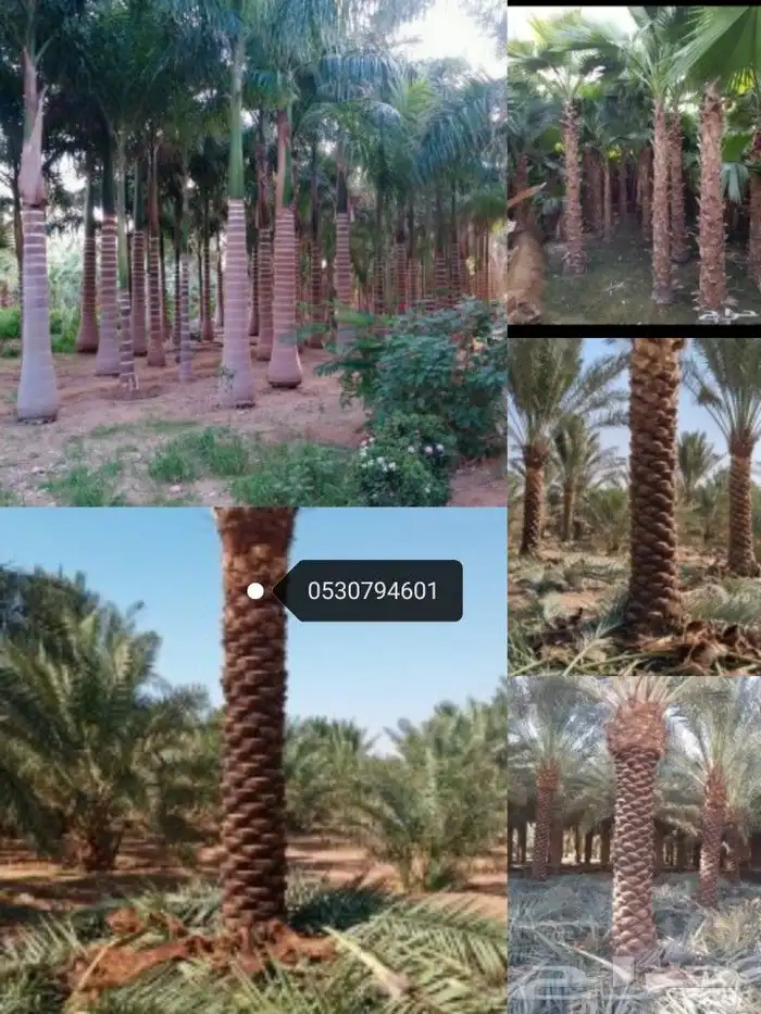 خلع شجر وتكريب نخيل وخلع فسايل 6