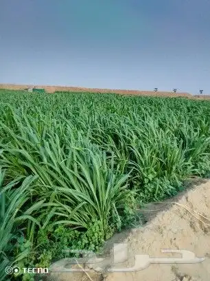 شتلات بونيكام اسباني F1 8