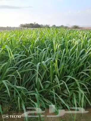 شتلات بونيكام اسباني F1 7