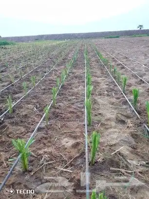 شتلات بونيكام اسباني F1 5