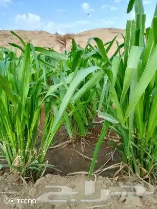 شتلات بونيكام اسباني F1 4