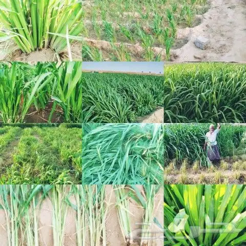 شتلات بونيكام اسباني F1 0