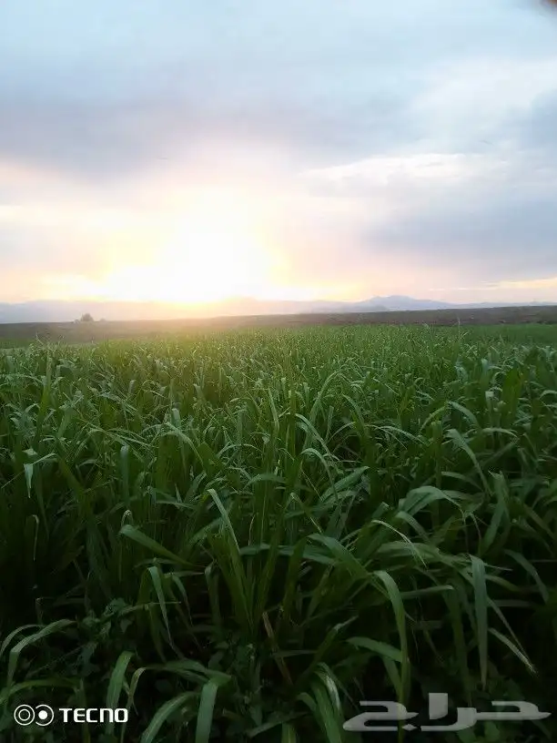 شتلات بونيكام اسباني F1 3