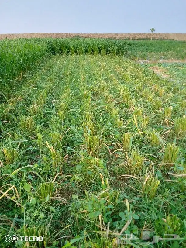 شتلات بونيكام اسباني F1 1