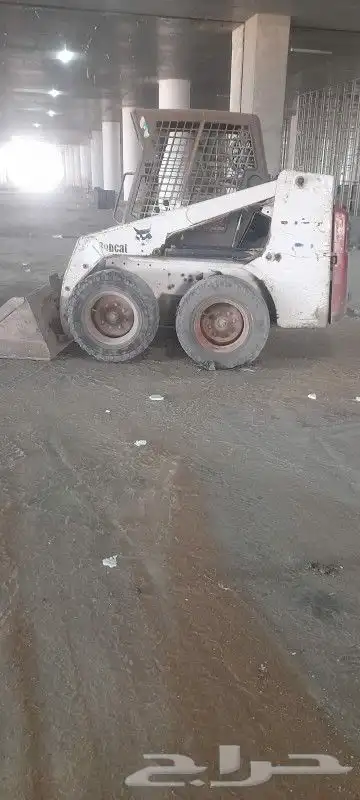 بوب كات و دينا للإيجار 0